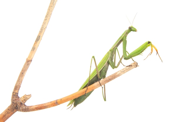 緑のカマキリは、白い背景の昆虫捕食者の自然と動物学の木の枝に座っています。