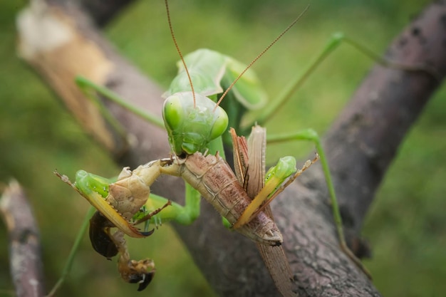 Green praying mantis with prey macro photo insect hunter
praying mantis eats its prey praying mantis on green leaves praying
mantis eats prey insect prey