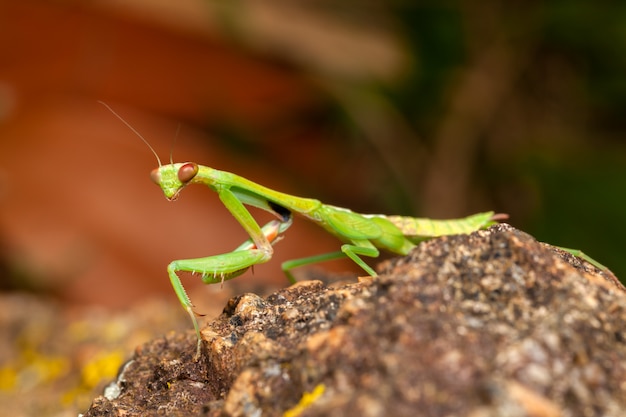 Green praying mantis