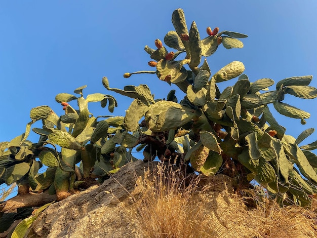 緑のとげのあるサボテンの植物と草は、暖かい熱帯の東部の国で石や岩の上に生えています