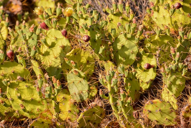 Green Prickly Pear Cactus Leaf in the Desert