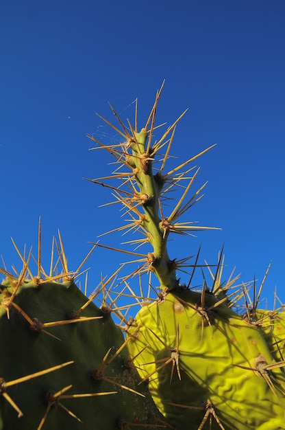 Photo green prickly pear cactus leaf