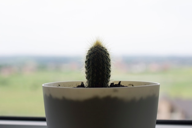 Green prickly succulent, cactus plant growing in pot on windowsill