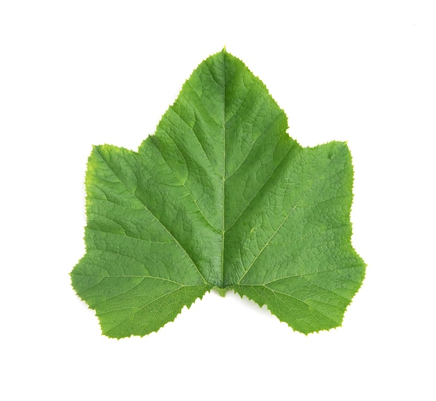 Green pumpkin leaves isolated on white