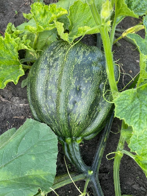 グリーン パンプキン 野菜 栽培 植物 庭