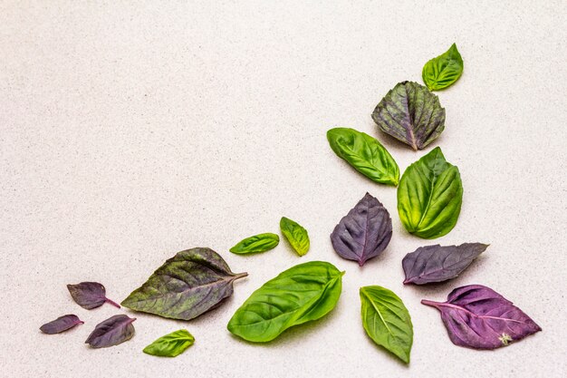 Green and purple basil leaves 