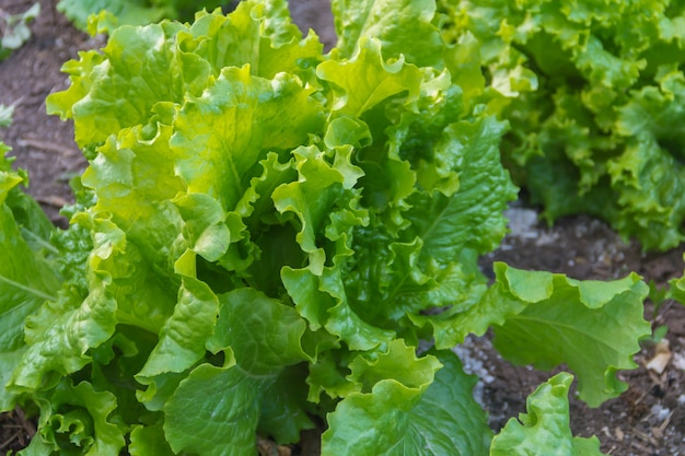 Foglie verdi e porpora della lattuga riccia nel giardino organico