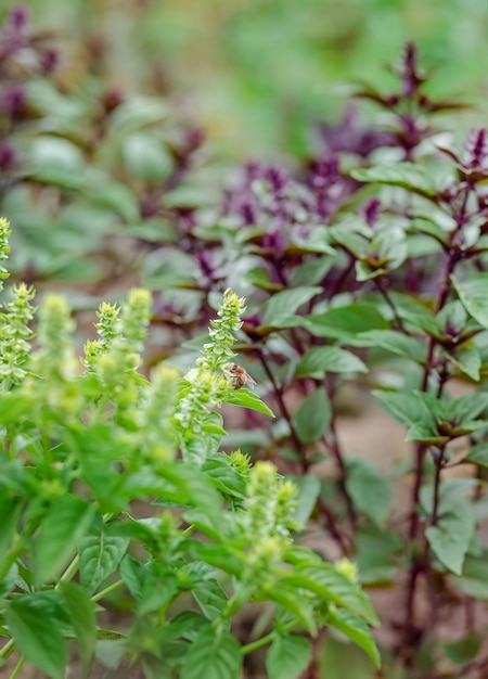 Green and purple field basil with stems, leaves. Fresh herbs for spices and cooking. Sweet basil in the garden bed.