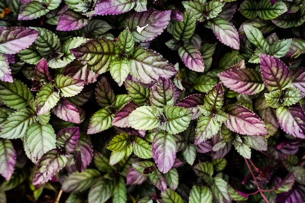 Green and purple foliage.