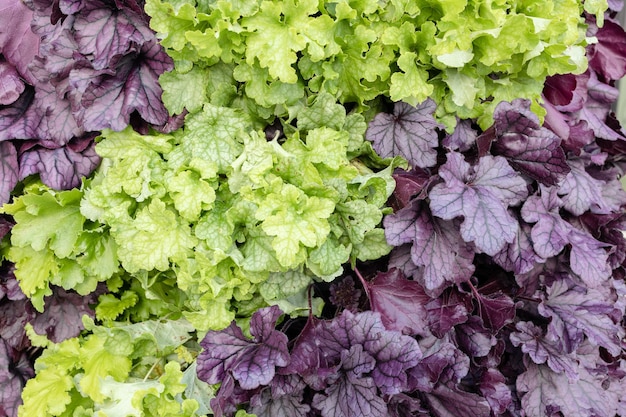 Green and purple heuchera plants background Saxifragaceae family