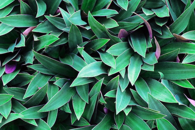 Green and purple leaves background