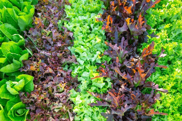 Green and purple mix lettuce plant