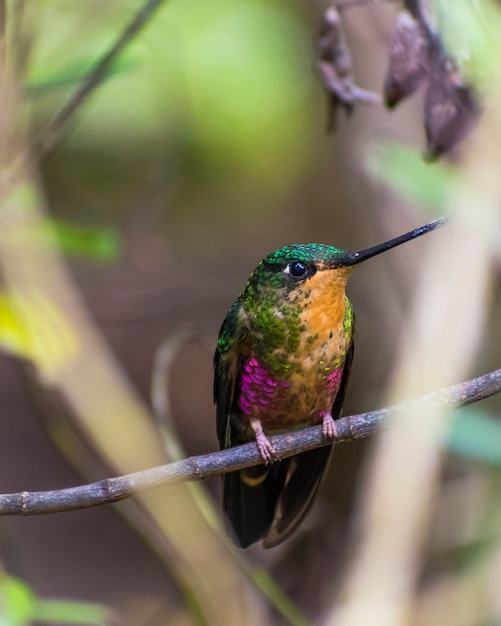 Foto uccello di ronzio viola e giallo verde