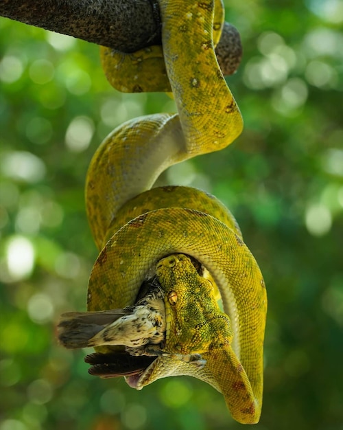 Photo a green python eating a bird it has hunted