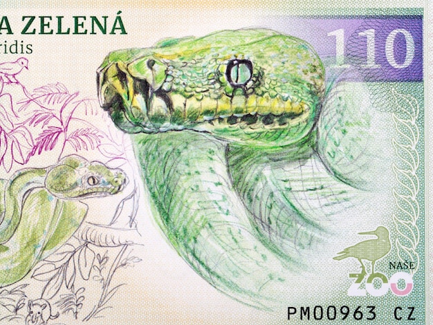 Green python a portrait from money