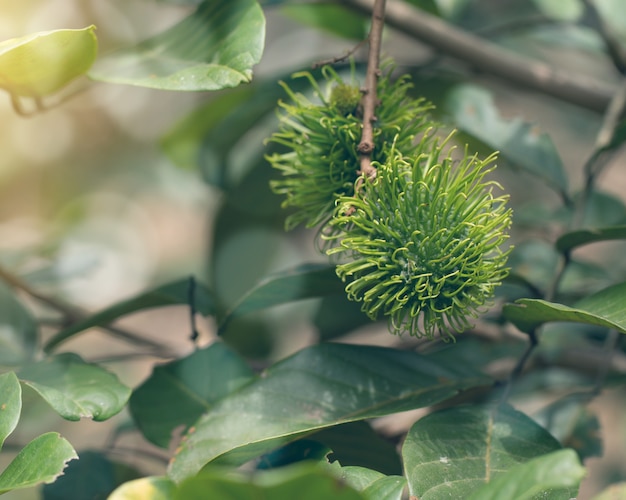 Green rambutan fruit on tree, Rambutan tree