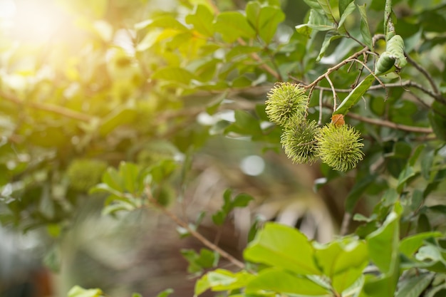 Green rambutan fruit on tree 