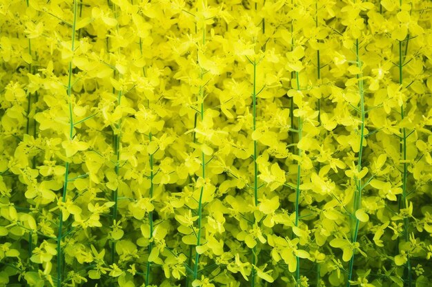 Green rapeseed cultivation aerial landscape