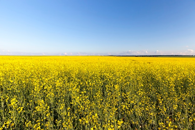 Green rapeseed plants