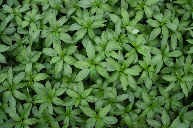 Green raw Jute Plant top view pattern texture can be used as a background wallpaper