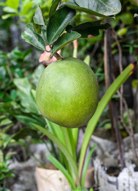 정원에 있는 나무에 있는 녹색 생 유기농 포멜로 과일
