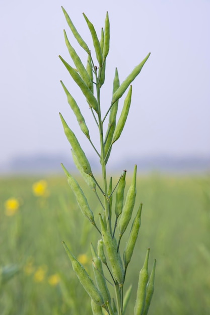 Green raw rapeseed spike in the field with blurred background and copy space