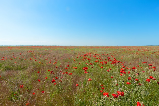 Green and red beautiful poppy flower field