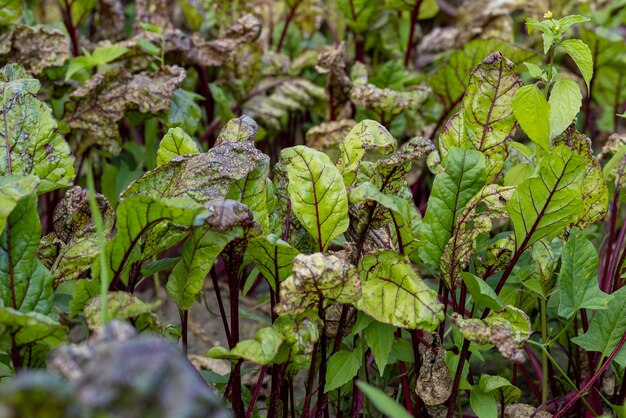 Green red beet foliage for cooking borscht