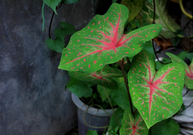 庭のための緑と赤のニシキイモ植物