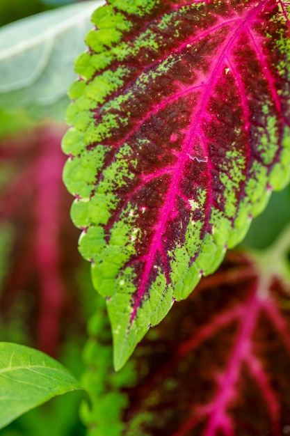  Green and red color leaf in the park 