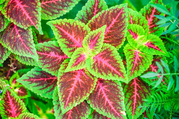 Green and red color leaf in the park