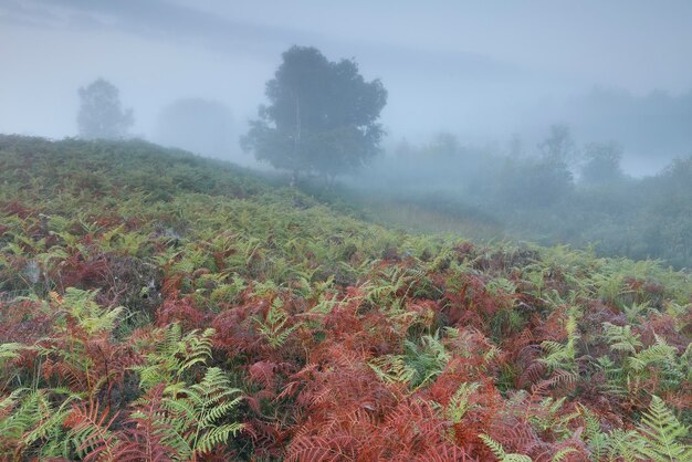 Photo green and red fern leaves on hill in fog