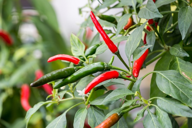 Photo green and red hot pepper