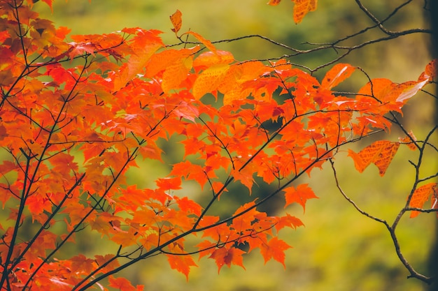  Green red Japanese Maple leaf