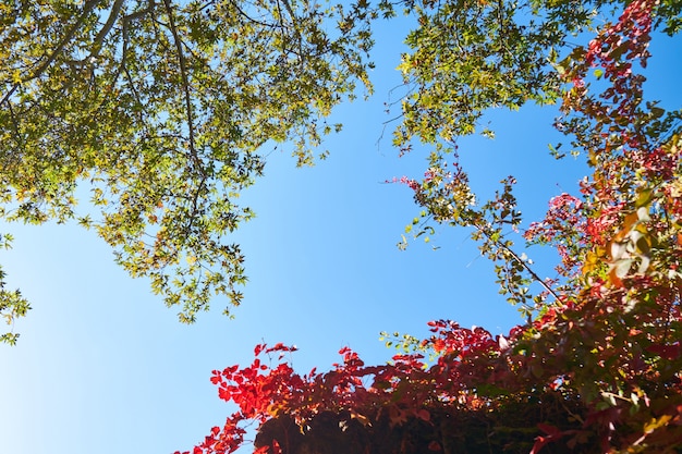 Green and red leaves background