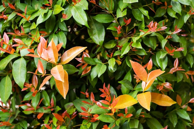 Green and red leaves plant close up Natural pattern ornamental garden