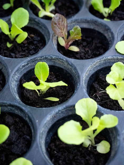 Green and red lettuce seedlings a horticultural nursery