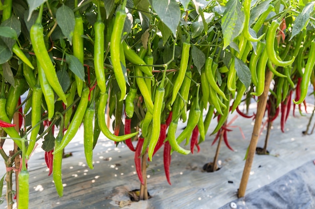 green and red pepper on the branch in field 