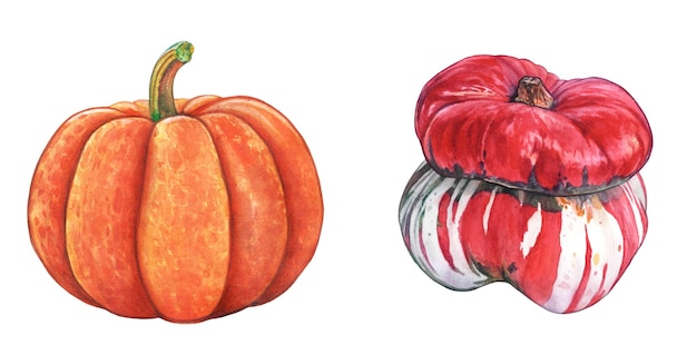 Foto disegno ad acquerello di zucca verde e rossa