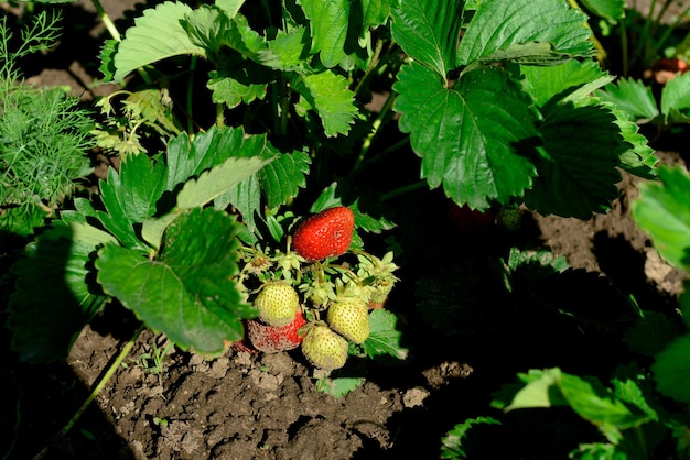 Green and red strawberries grow in the garden