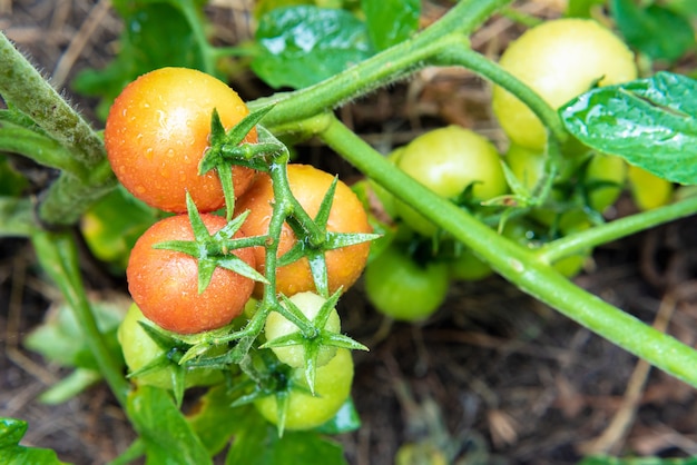 Green and red tomatoes ripen in the vegetable garden in summer