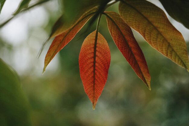 green and red tree leaves in spring season