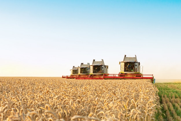 Green red working harvesting combine in the field of wheat