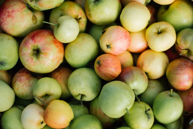 Frutta cruda verde, rossa, gialla della mela, alimento fresco organico sano