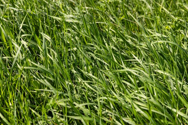 緑の牧草地で草を繰り返し刈る