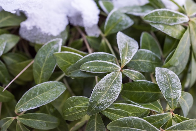 Green rhododendron leaves covered with rime frost