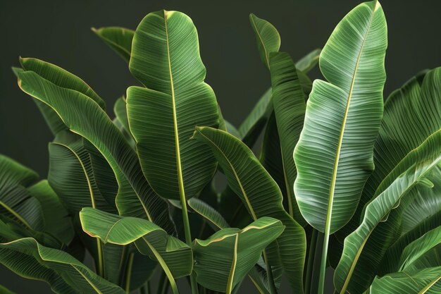 Green ribbed plantain plant beautiful floral background 3d render