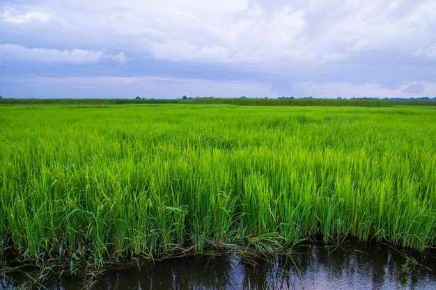 녹색 쌀 농업 필드 방글라데시 시골에서 푸른 하늘과 풍경 보기