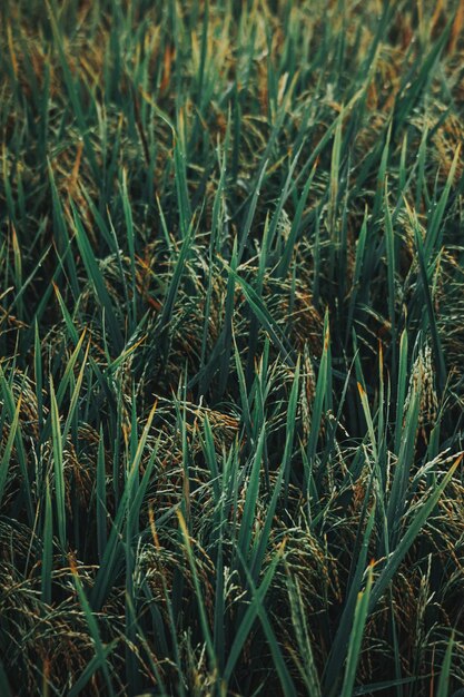 Photo green rice crops in close up photography photo