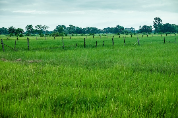 Green rice farm in rural background